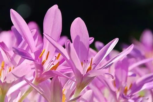 Les quatre types de crocus les plus importants : conseils pour les amateurs de jardin