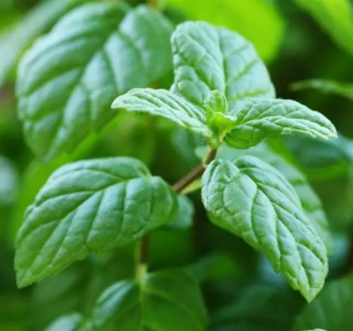 Mint cuttings: This is how you propagate your favorite plant