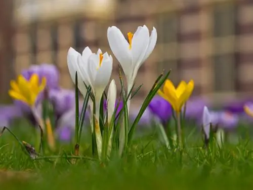 Krokuskleure: 'n Kleurvolle verskeidenheid vir die lentetuin