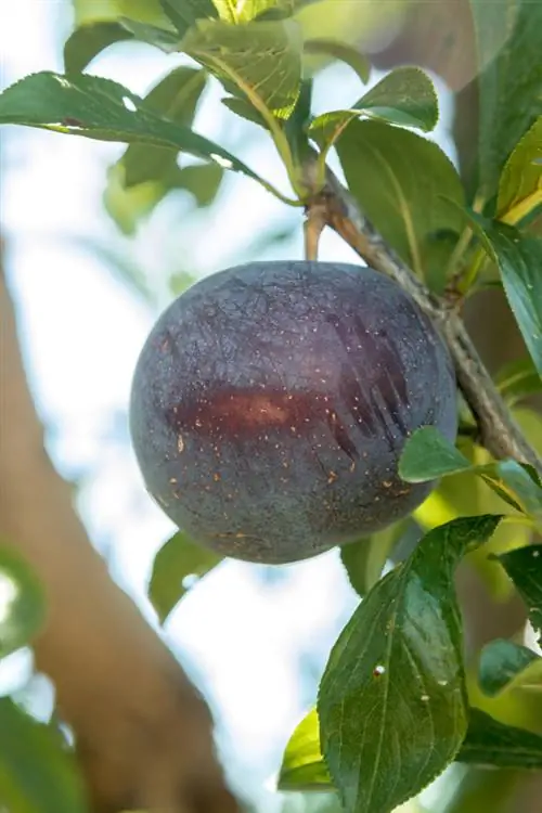 Different varieties of columnar plum