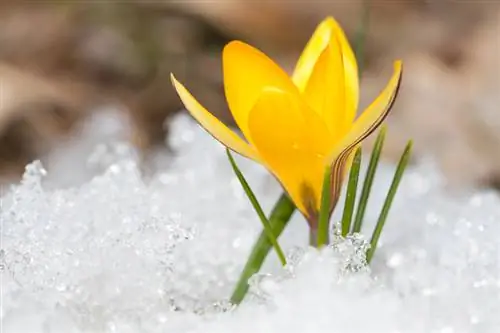 Die fassinasie van krokusse: Blom hulle ook wanneer dit sneeu?