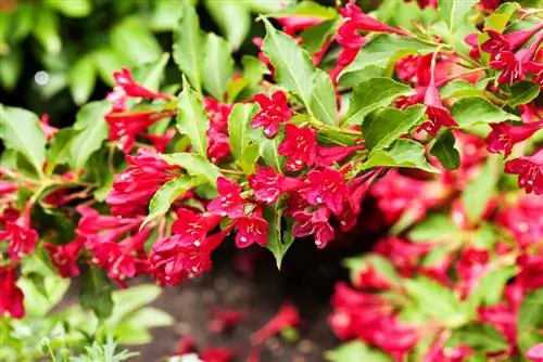 Paano ko pupugutan ang “Bristol Ruby” weigela?