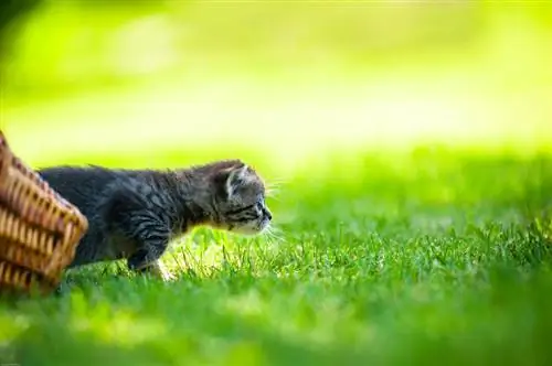 Krokussen en katten: een potentieel gevaarlijke combinatie