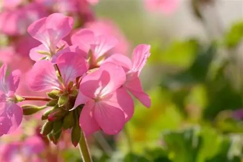 geraniums