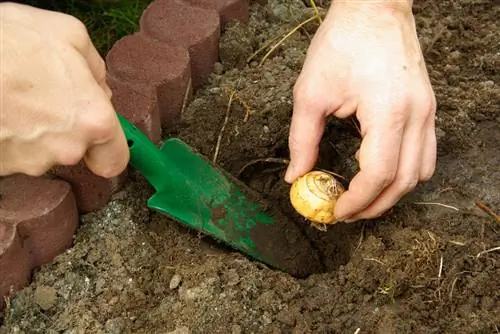 Wanneer krokus planten?