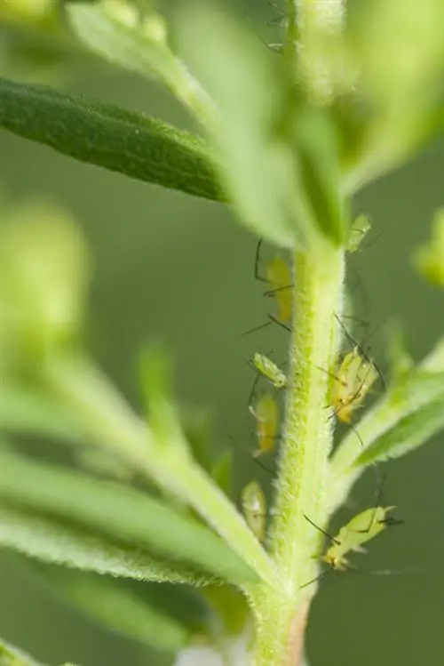 Bladluizen op munt: huismiddeltjes voor een gezonde plant