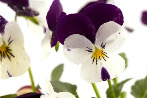 Consejos para el cuidado de la violeta cornuda