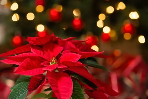 Poinsettia: Sorg behoorlik daarvoor