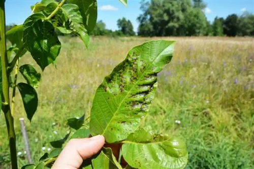 Walnut tree Marssonina