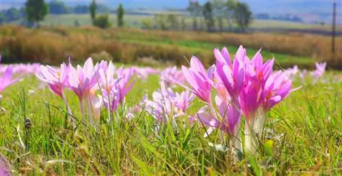 Herfskrokusse: alles wat jy moet weet oor plant en versorging in die tuin