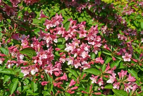 weigela kəsmə