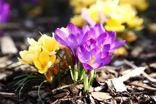 Crocus in the garden: โปรไฟล์สำหรับคนรักฤดูใบไม้ผลิ