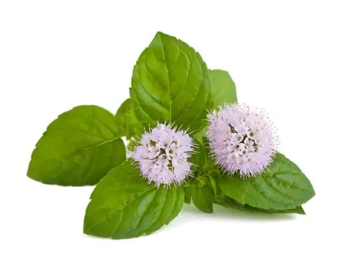 Menta in fiore: cosa dovresti sapere