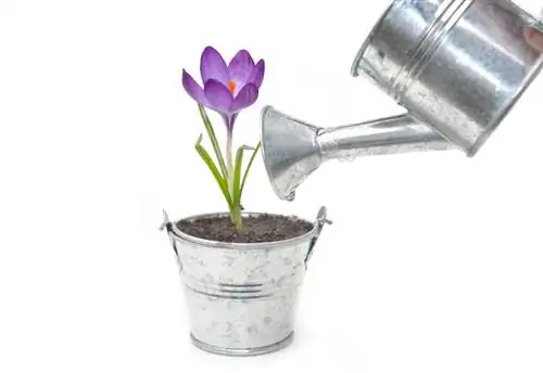 Entretien des crocus : conseils pour des fleurs saines et fortes