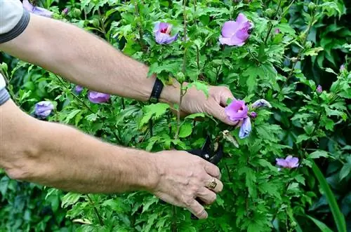 hibiscus snijden