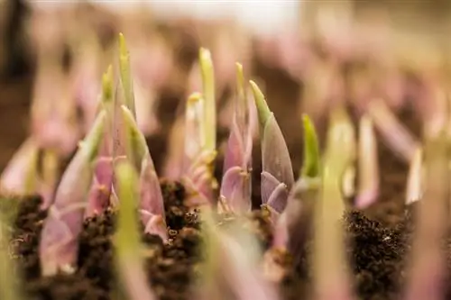 Sow crocuses