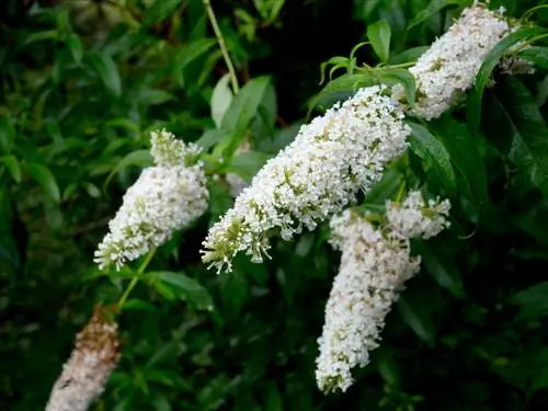 butterfly lilac