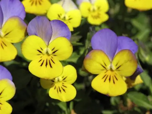 Τοποθεσία Viola Cornuta