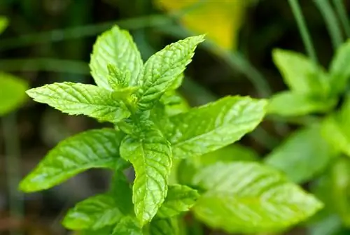 Odakle zapravo dolazi menta? Odgovor može iznenaditi