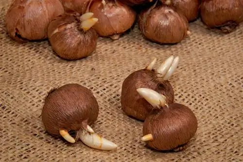 Plant crocus bulbs