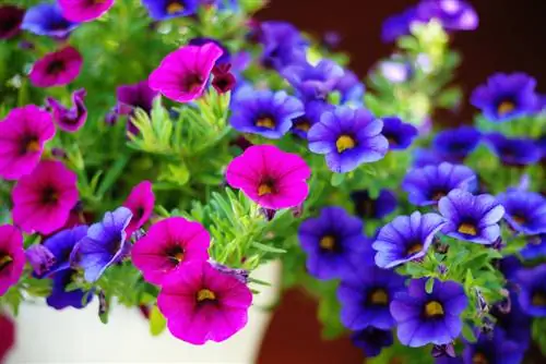 Petunia: plantning og pleje af dem