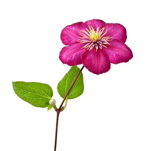 nhánh Clematis