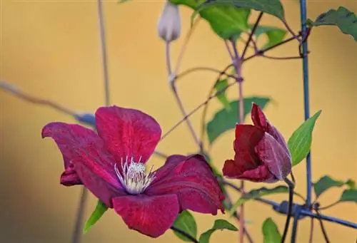 Clematis in de tuin: plantinstructies voor weelderige bloemen