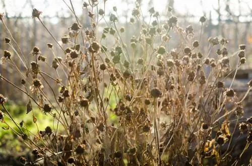 Dalias resistentes: ¿Están disponibles para el jardín?