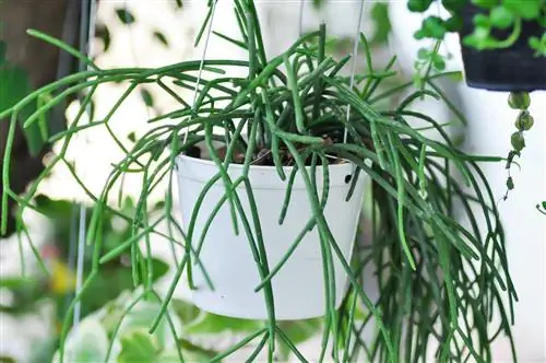 junco cactus venenoso