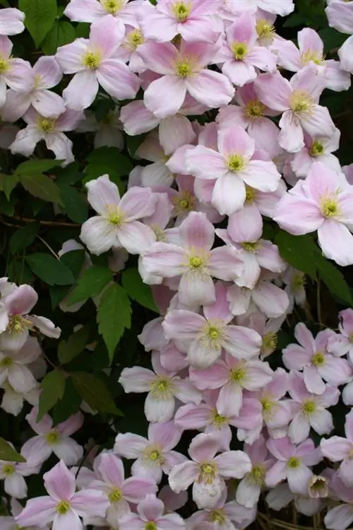 Clematis kot zaslon za zasebnost: Tako oblikujete svojo zeleno steno