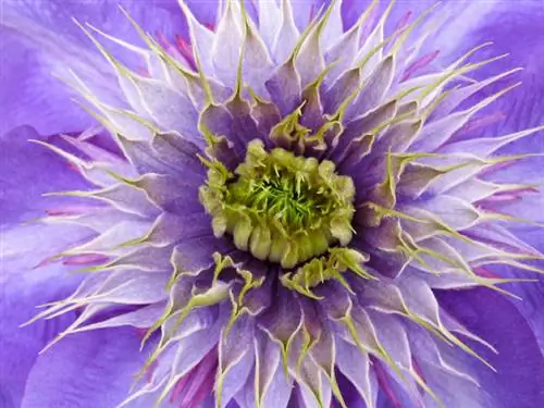 Clematis Бах гүлү