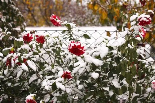 Georginas que pasan el invierno afuera