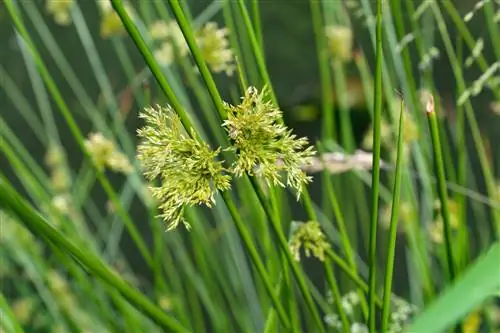 Rushes - kurios augalo dalys teoriškai yra valgomos