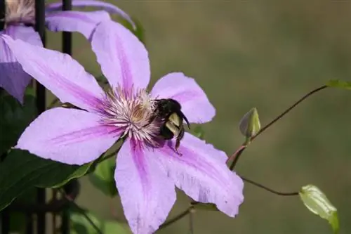 Clématites comme pâturage pour les abeilles : les plus belles espèces et variétés