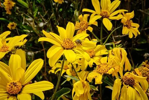 Bidens on todella mehiläisystävällinen