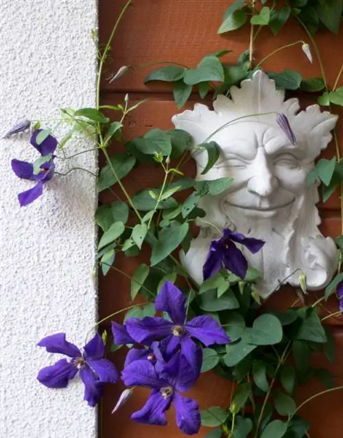 Clematis op het balkon: zo gedijt hij goed