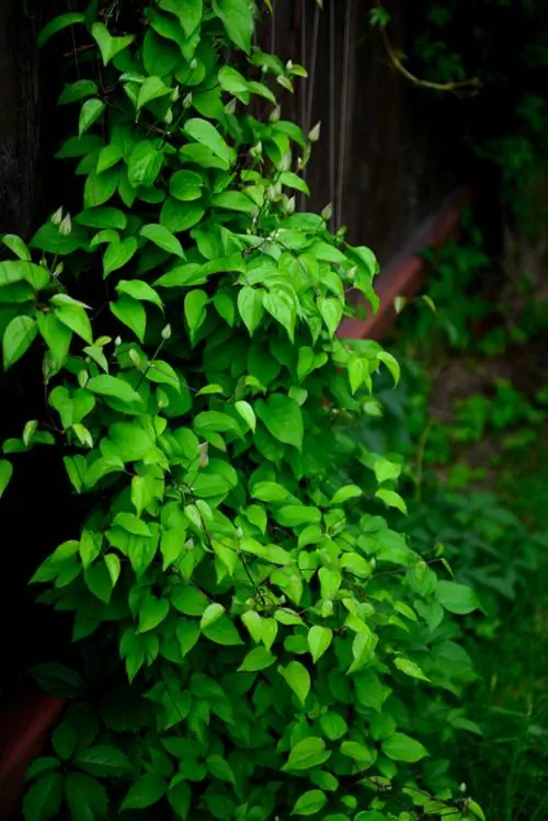 Clematis leaves