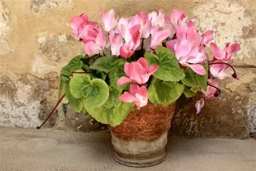 Are yellow leaves on cyclamen a serious problem?