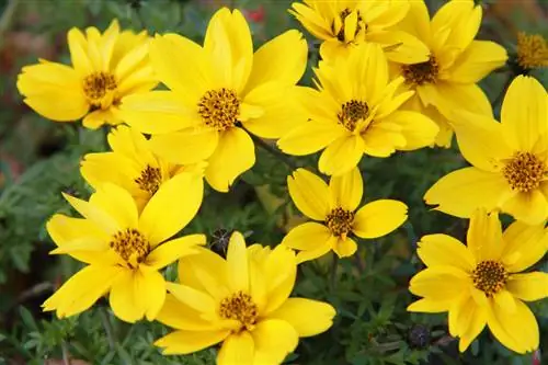 Wat Bidens tot een prachtige grafbeplanting maakt