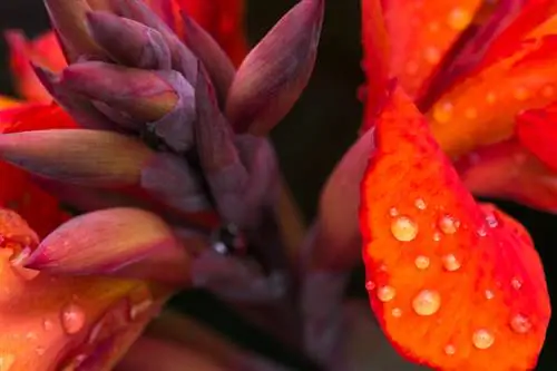 Canna plants: pinadali ang lokasyon, pangangalaga at pagpaparami