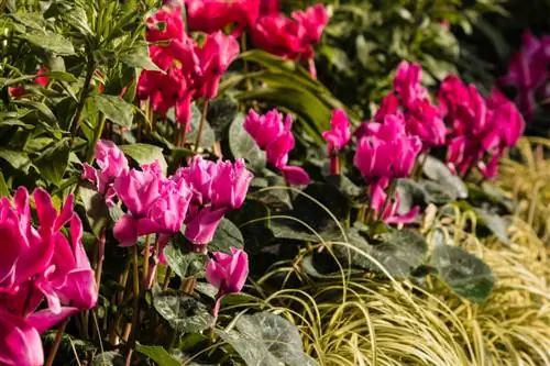 Cyclamen in de tuin