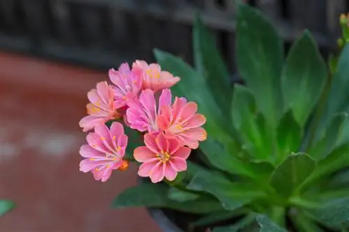 Lewisia doesn't bloom - that could be the reason