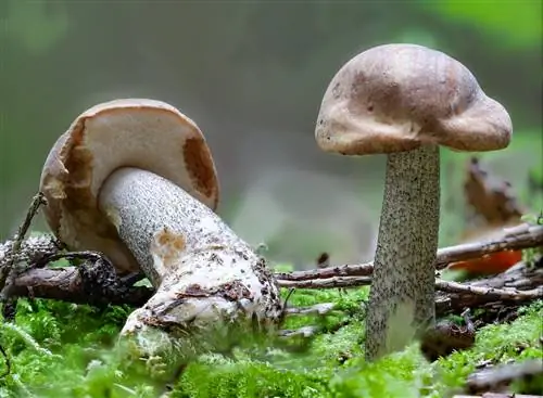 common birch mushroom edible