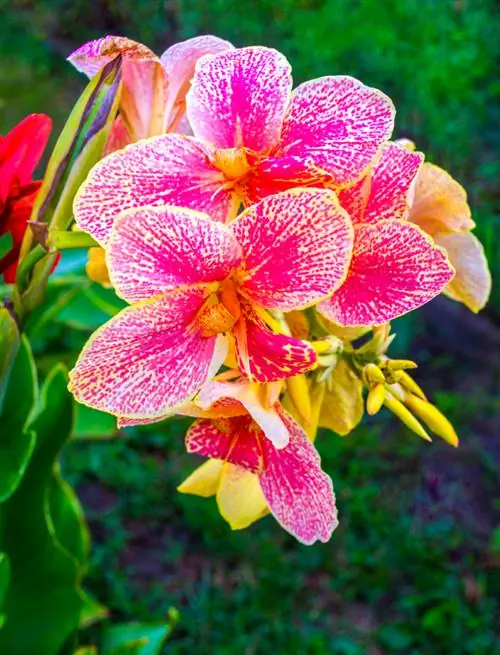 Canna care: This is how the tropical plant thrives in your garden