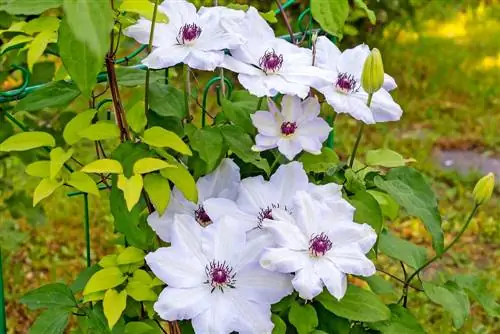 Clematis bemesten: optimale verzorging voor weelderige bloemen