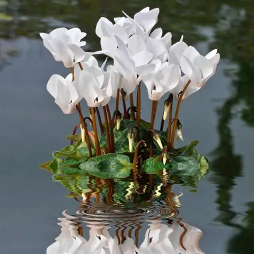 Cyclamen regte hoeveelheid water