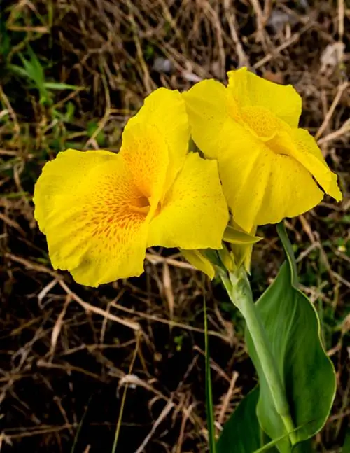 Oorwinter Canna suksesvol: Dit is hoe jy dit kan doen