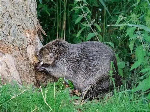 Ce animale mănâncă scoarță de copac?