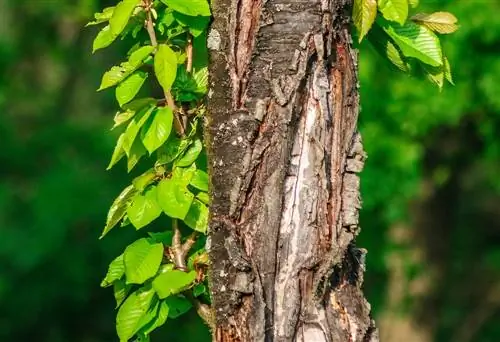 গাছের ছাল ফেটে যায়