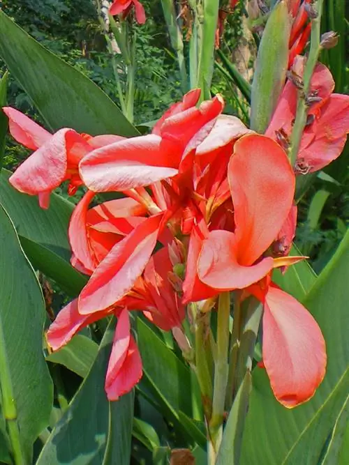 Planting canna: When is the right time?